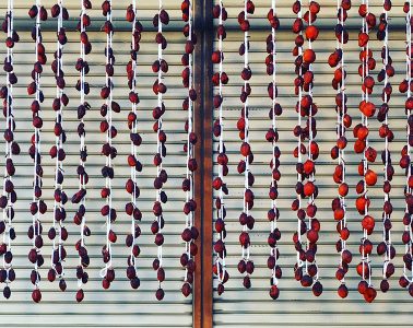 Persimmon fruit drying in the sun, Fukushima, Japan